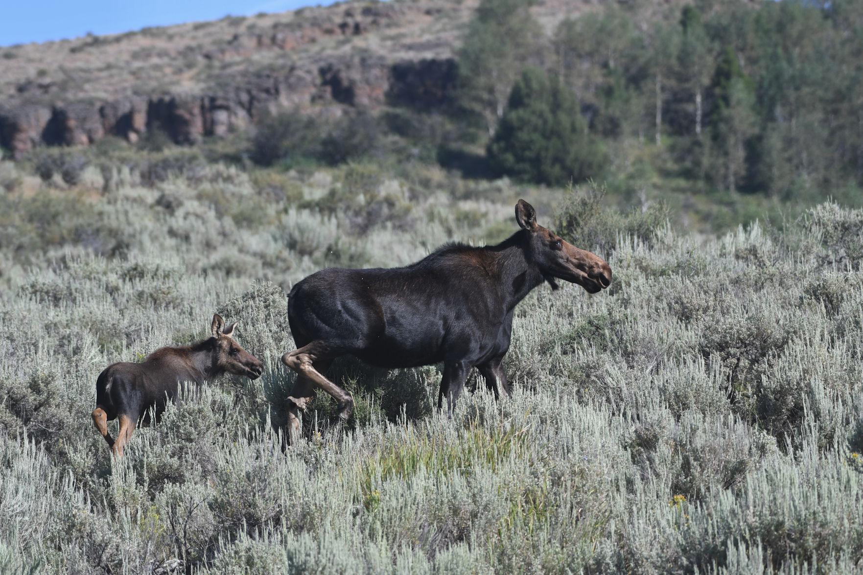 Ungulates